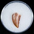 Sharp Raptor Tooth From Morocco - #7420-1